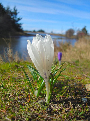 "Spring by the Riverside" by Alana@VIsle @ flickr